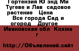 Гортензия Ю энд Ми Тугеве и Лав, садовое растение › Цена ­ 550 - Все города Сад и огород » Другое   . Ивановская обл.,Кохма г.